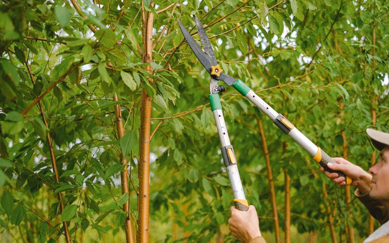 Tree trimming in Taopi, MN